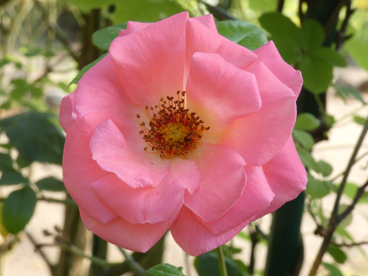 Kletterrose  Shogun