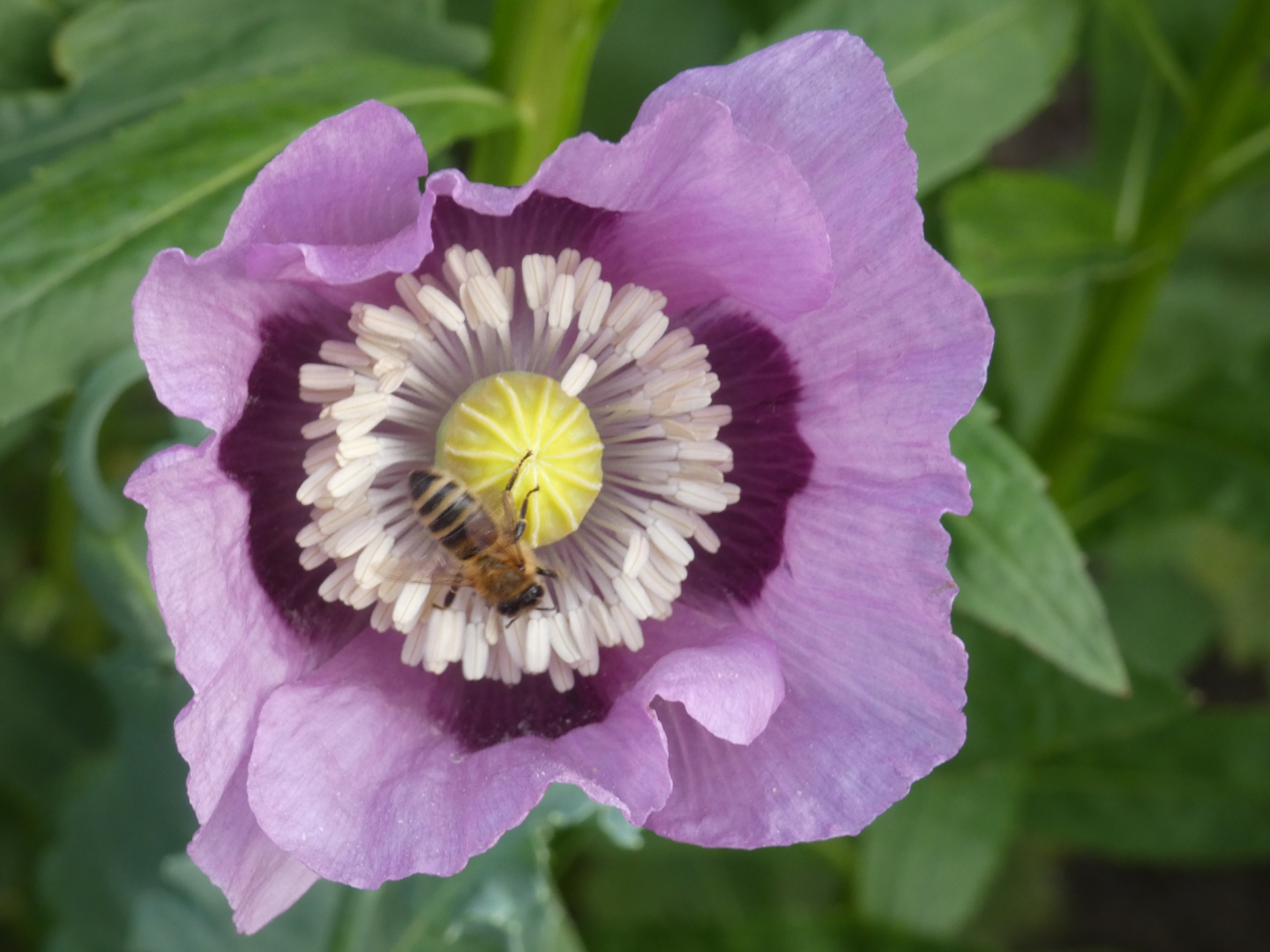 Türkischer Mohn Papaver orientale ‘Patty’s Plum‘