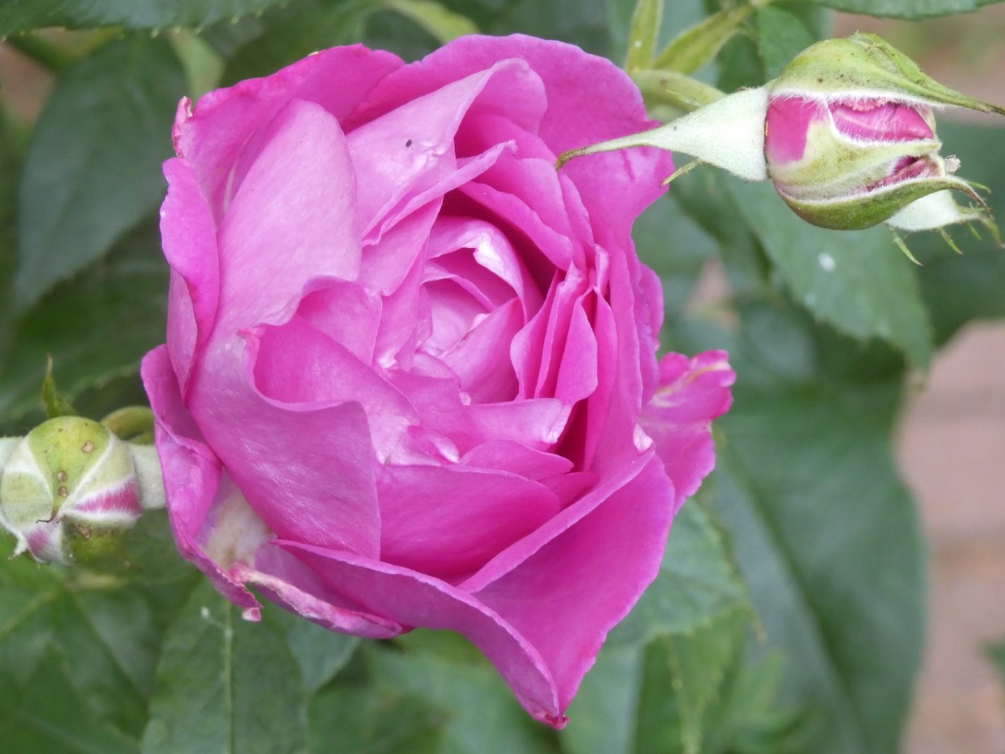 Strauchrose    `Carmen Würth`