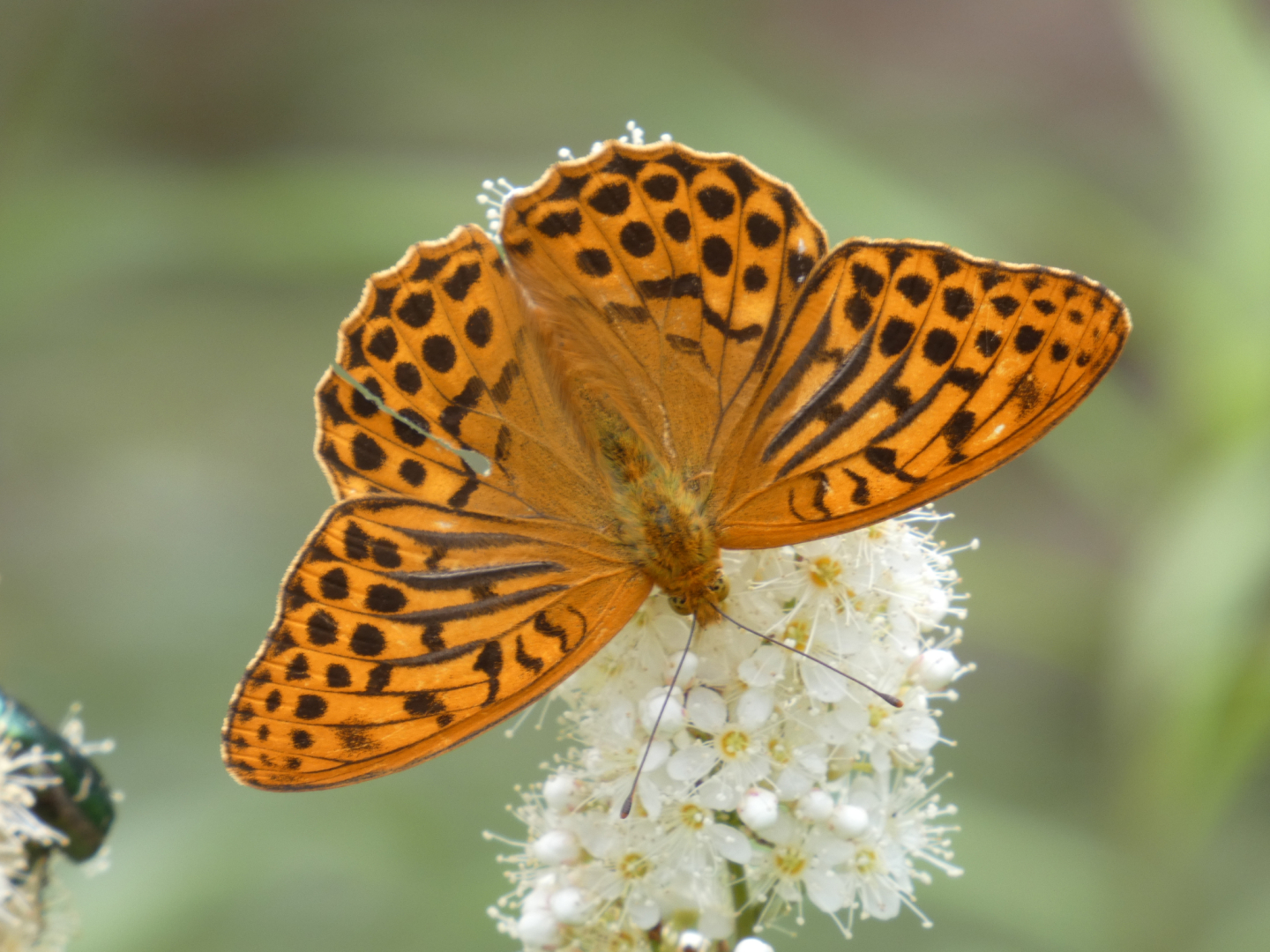Kaisermantel (Argynnis paphia)
