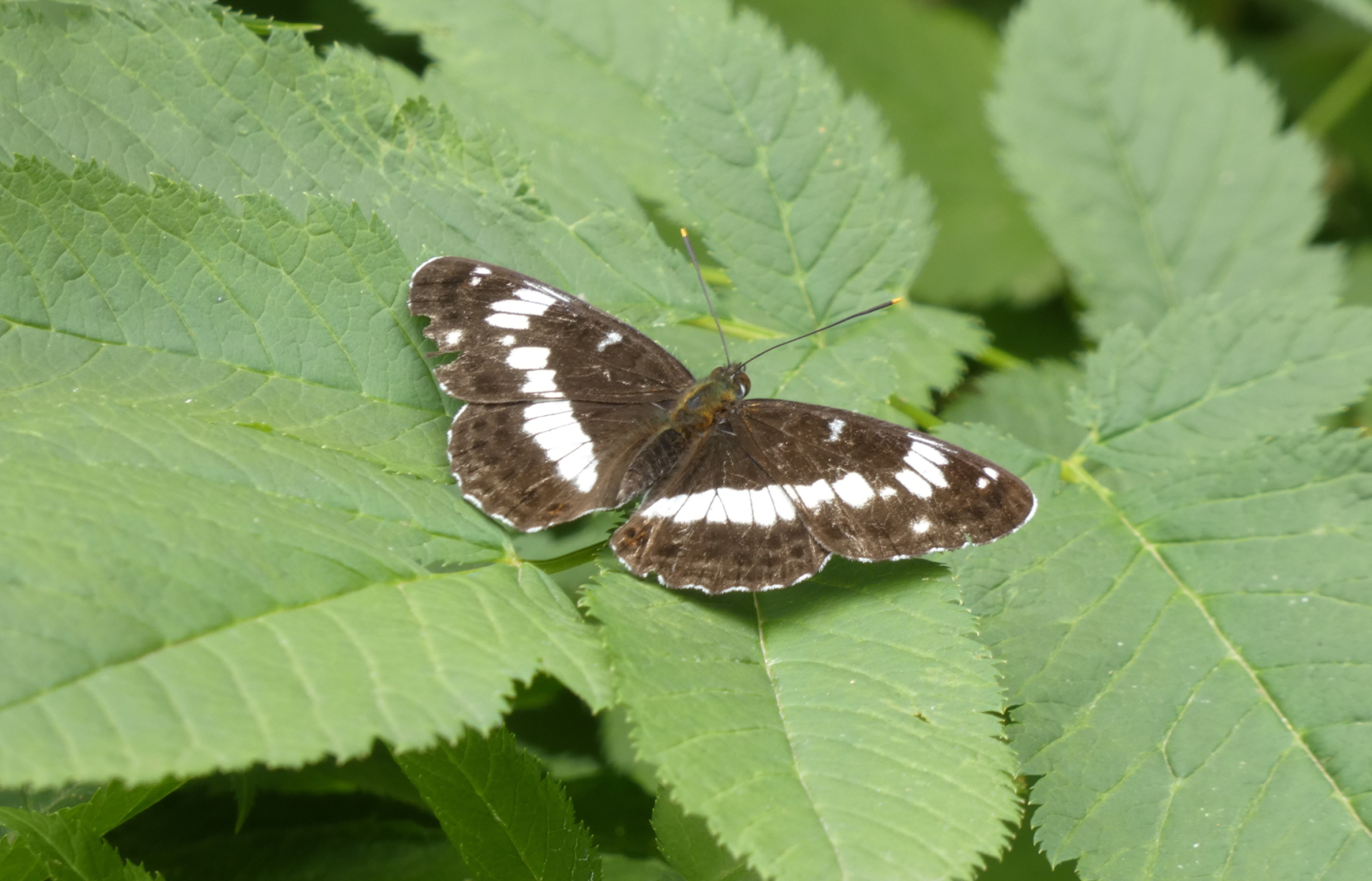 Landkärtchen (Araschnia levana)
