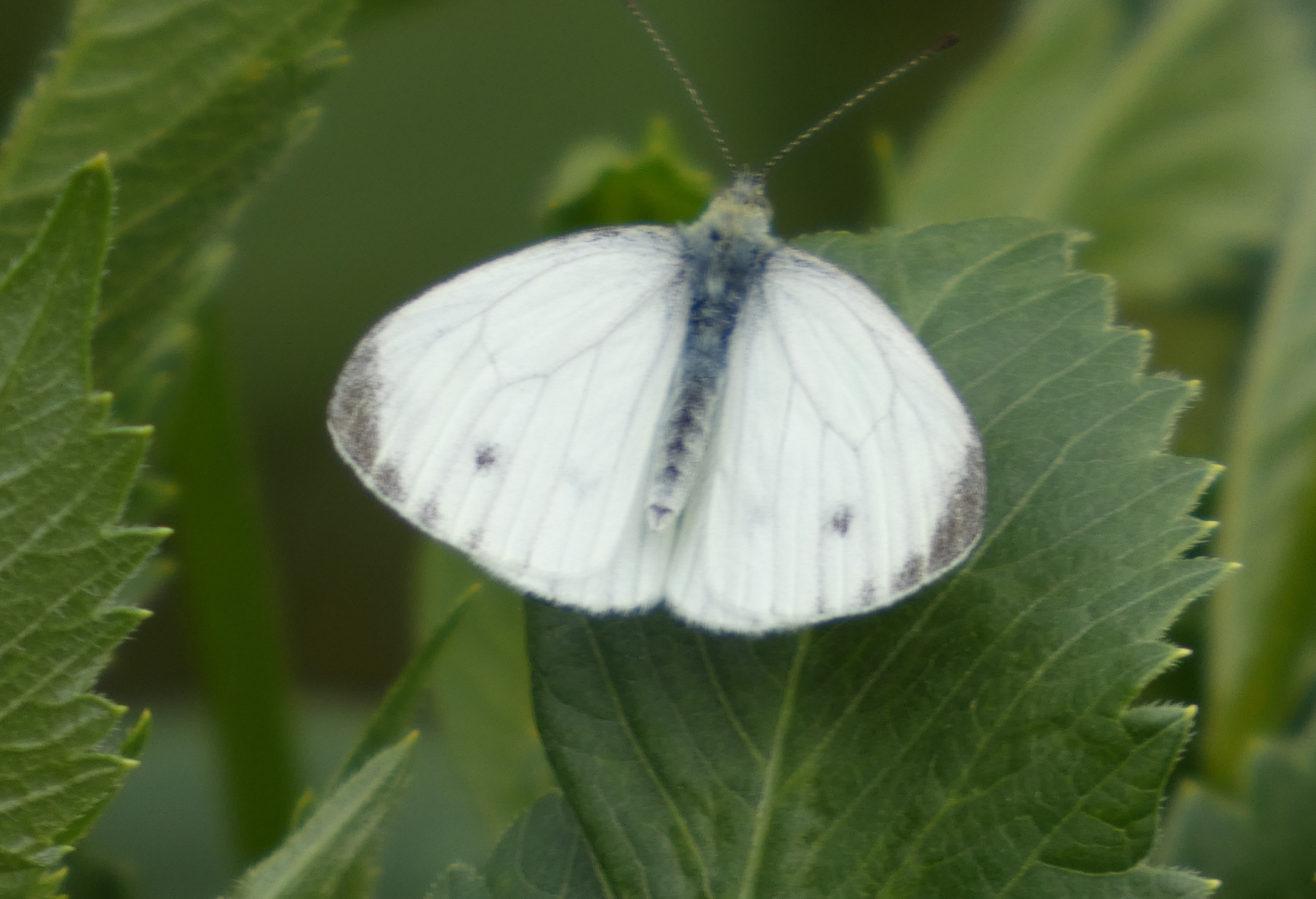Kleine Kohlweißling (Pieris rapae