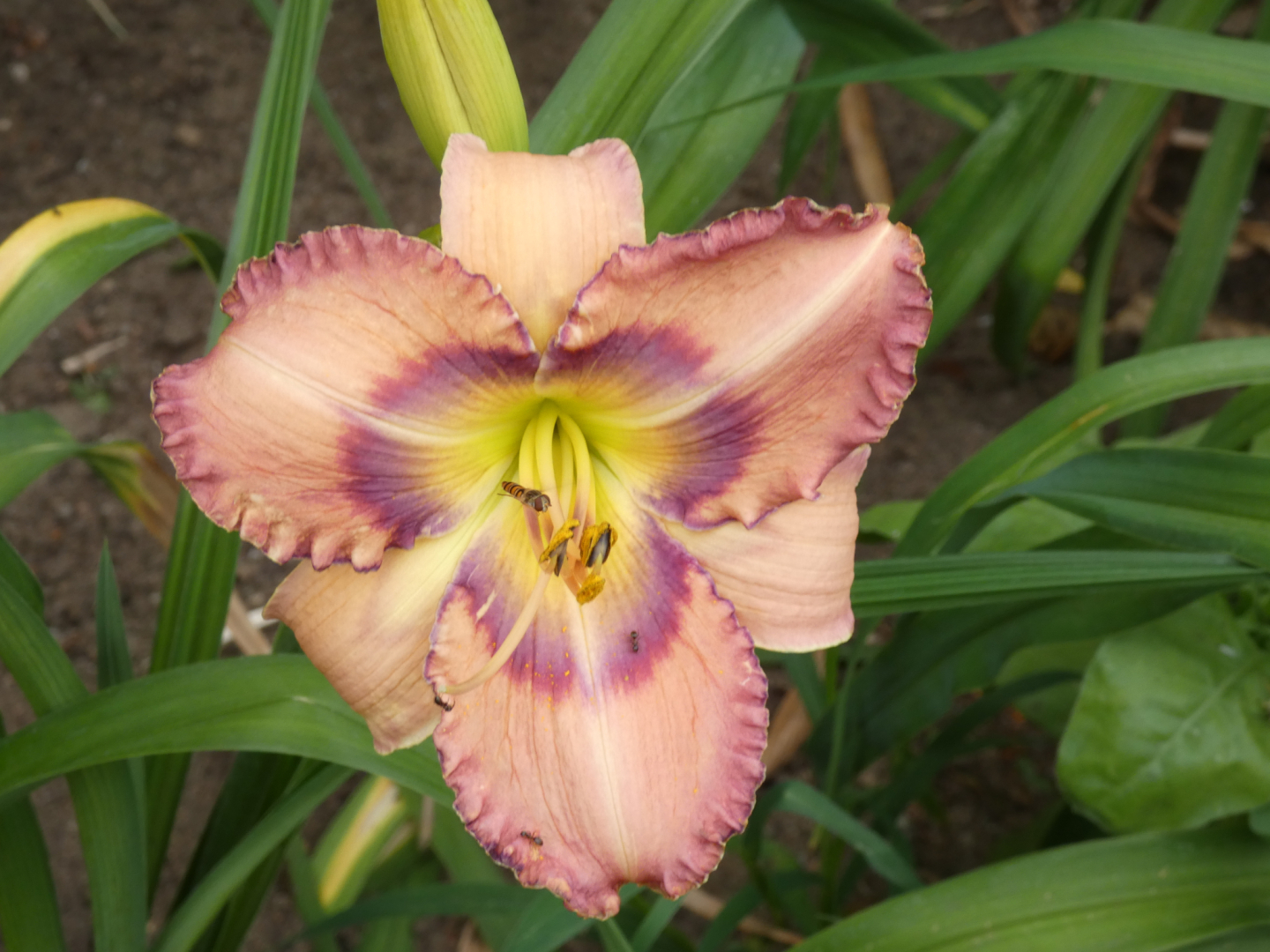 Taglilie    Hemerocallis