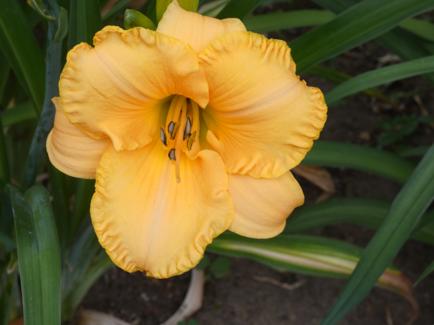 Taglilie    Hemerocallis
