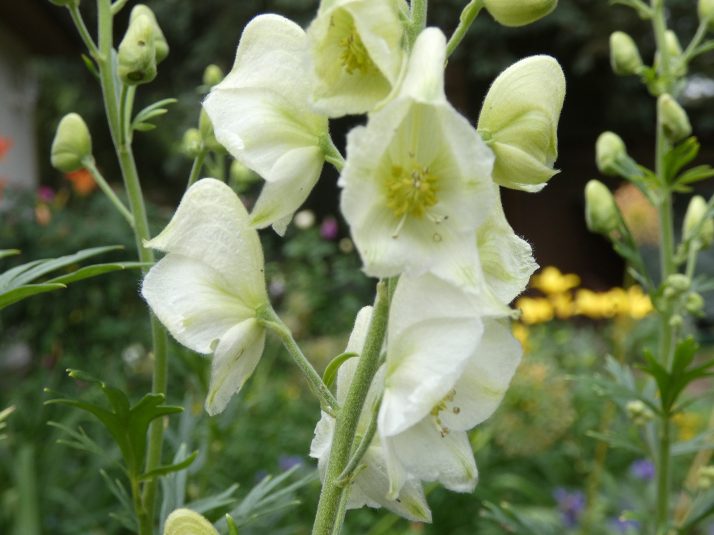 Rittersporn   Delphinium pacific Excalibur Weiss