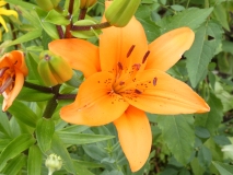 Lilie  Lilium