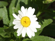Garten Margerite  Leucanthemum maximum Alaska