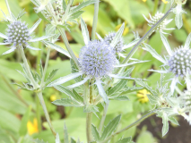 Mannstreu  Eryngium Planum