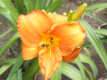 Taglilie    Hemerocallis