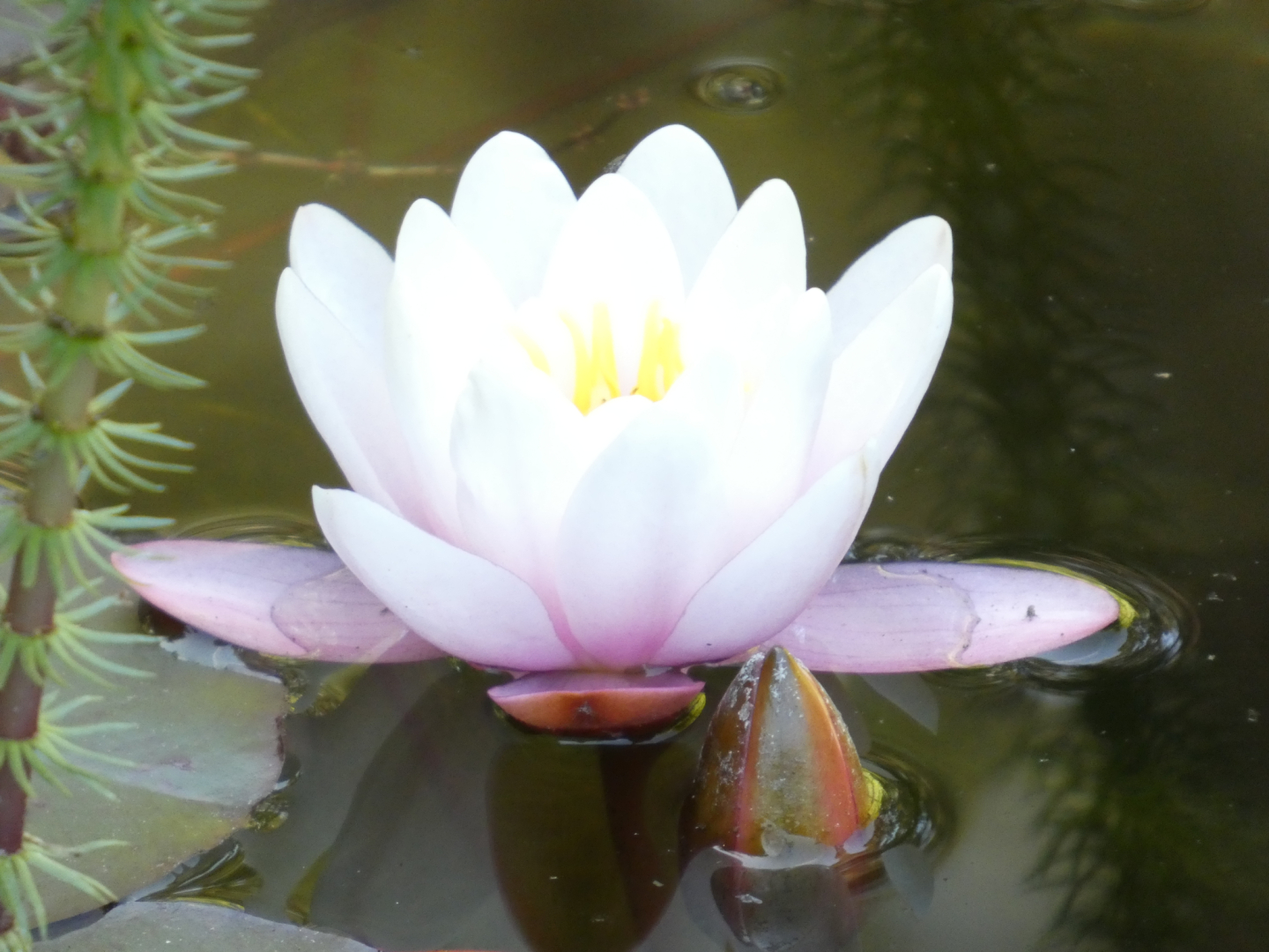 Seerose    Nymphaea