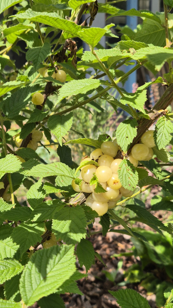 Prunus tomentosa Snovit