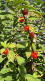 Prunus tomentosa 1