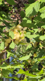 Prunus tomentosa Snovit