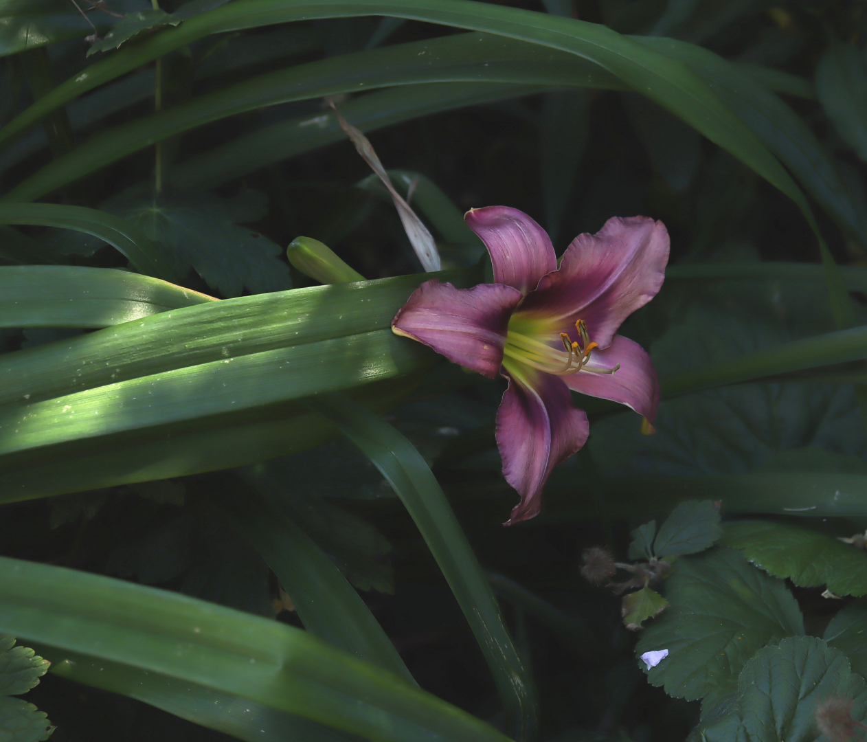 Hemerocallis Uli 01