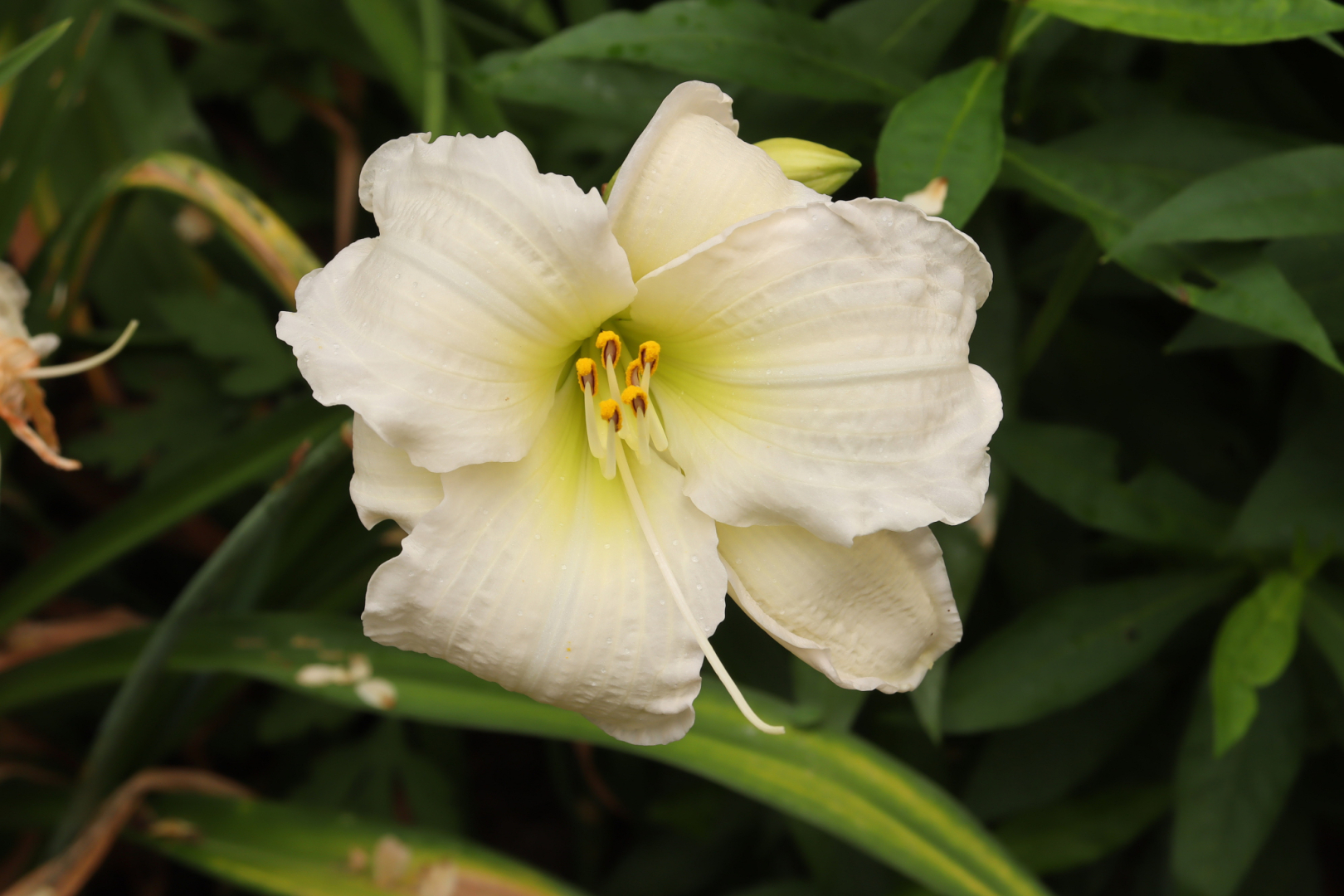 Hemerocallis Gentle Shepherd 01