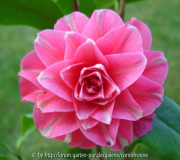 Camellia japonica 'Oranda-koh'
