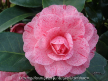 Camellia japonica - unbekannt I