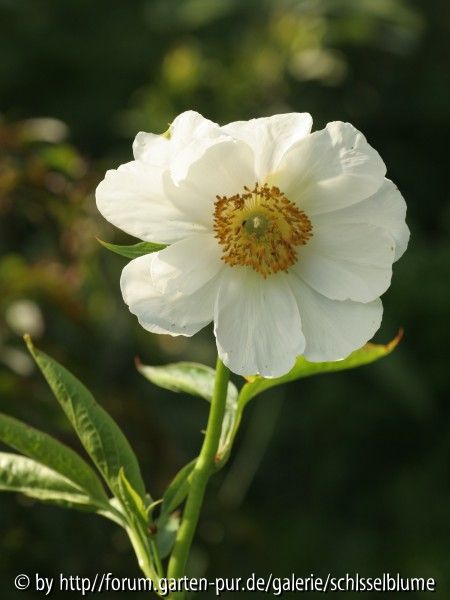 Paeonia anomala, weiß