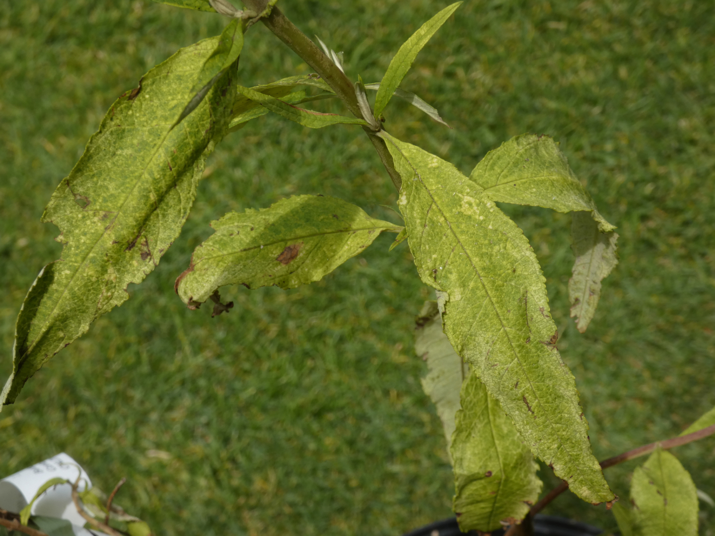 P1010382