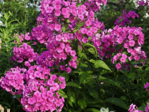 P7112202