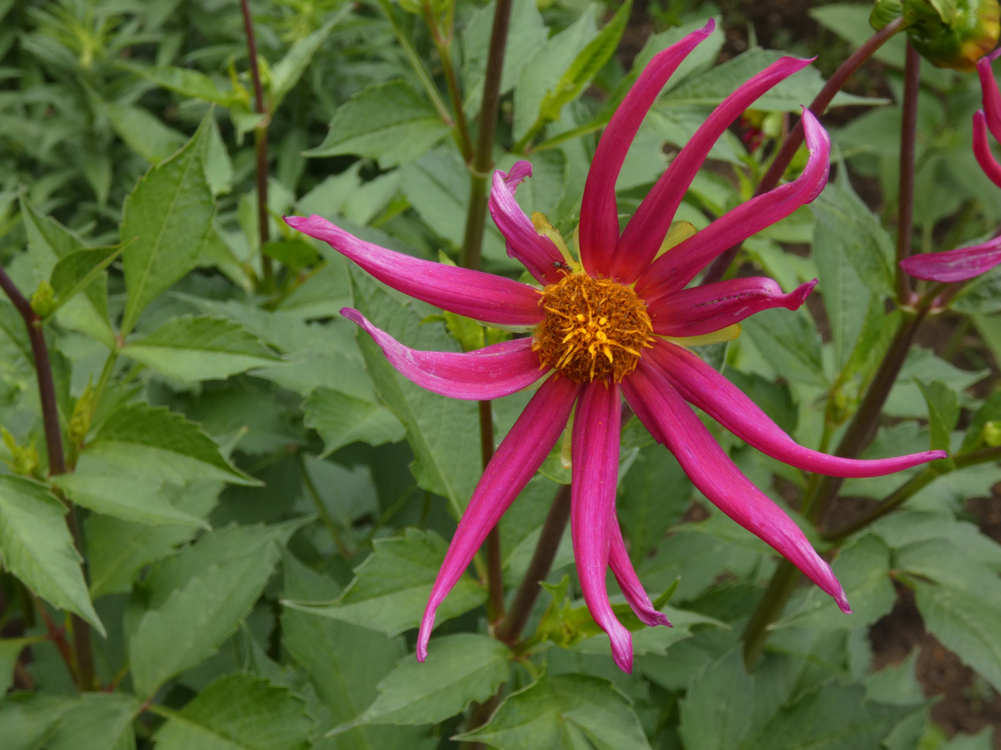 Dahlie   Dahlia