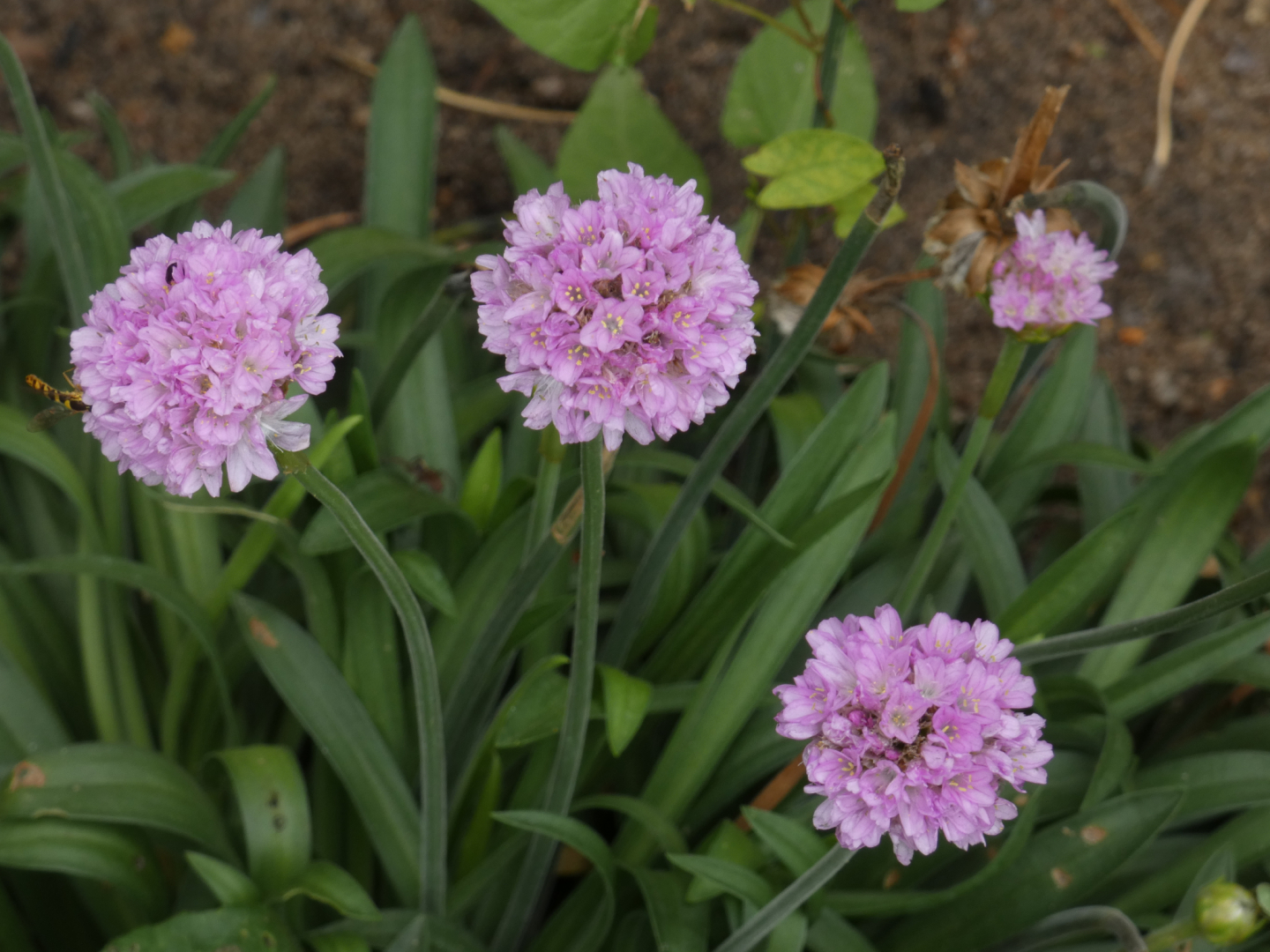 Grasnelke   Armeria