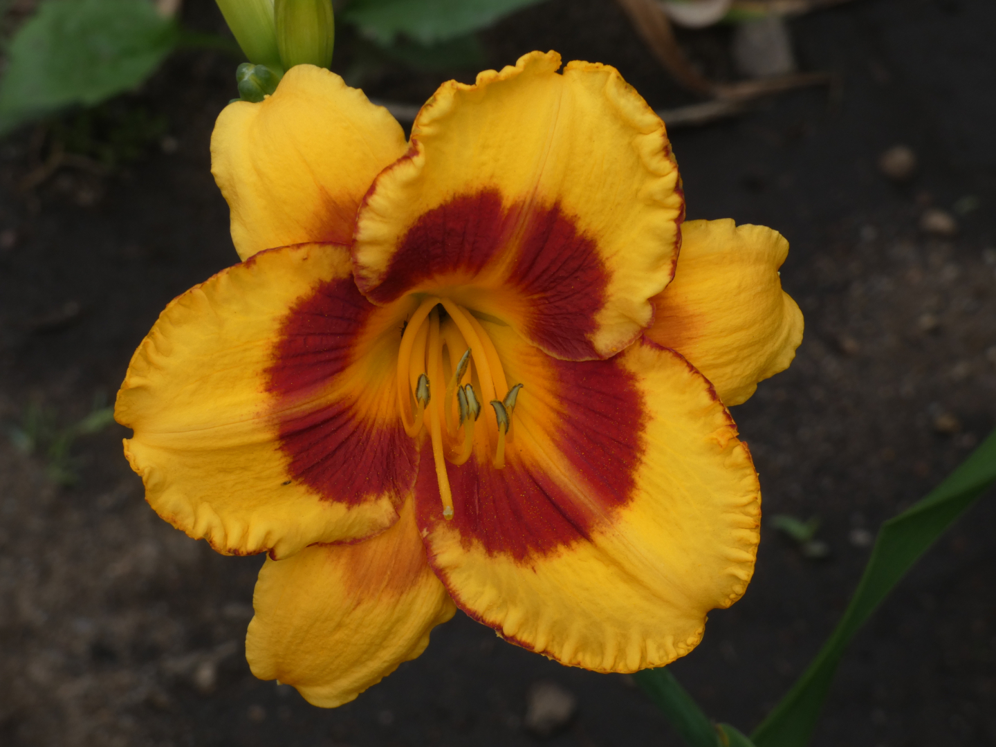 Taglilie   Hemerocallis Fooles Me