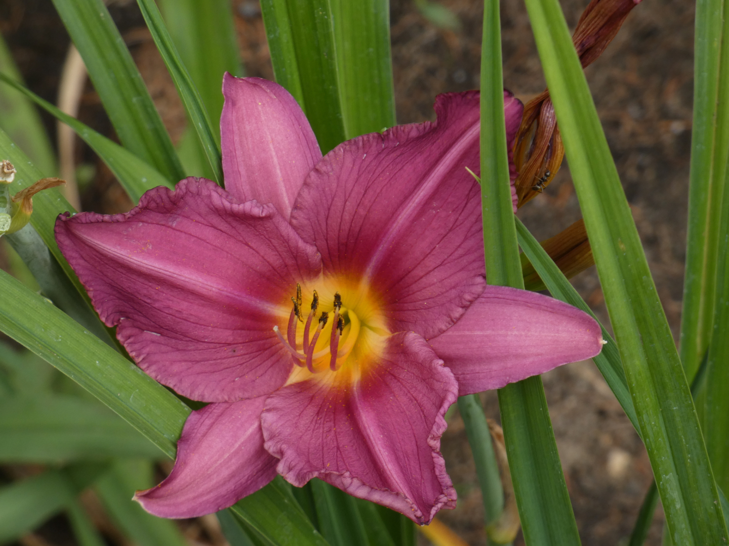 Taglilien Hemerocallis  New Note