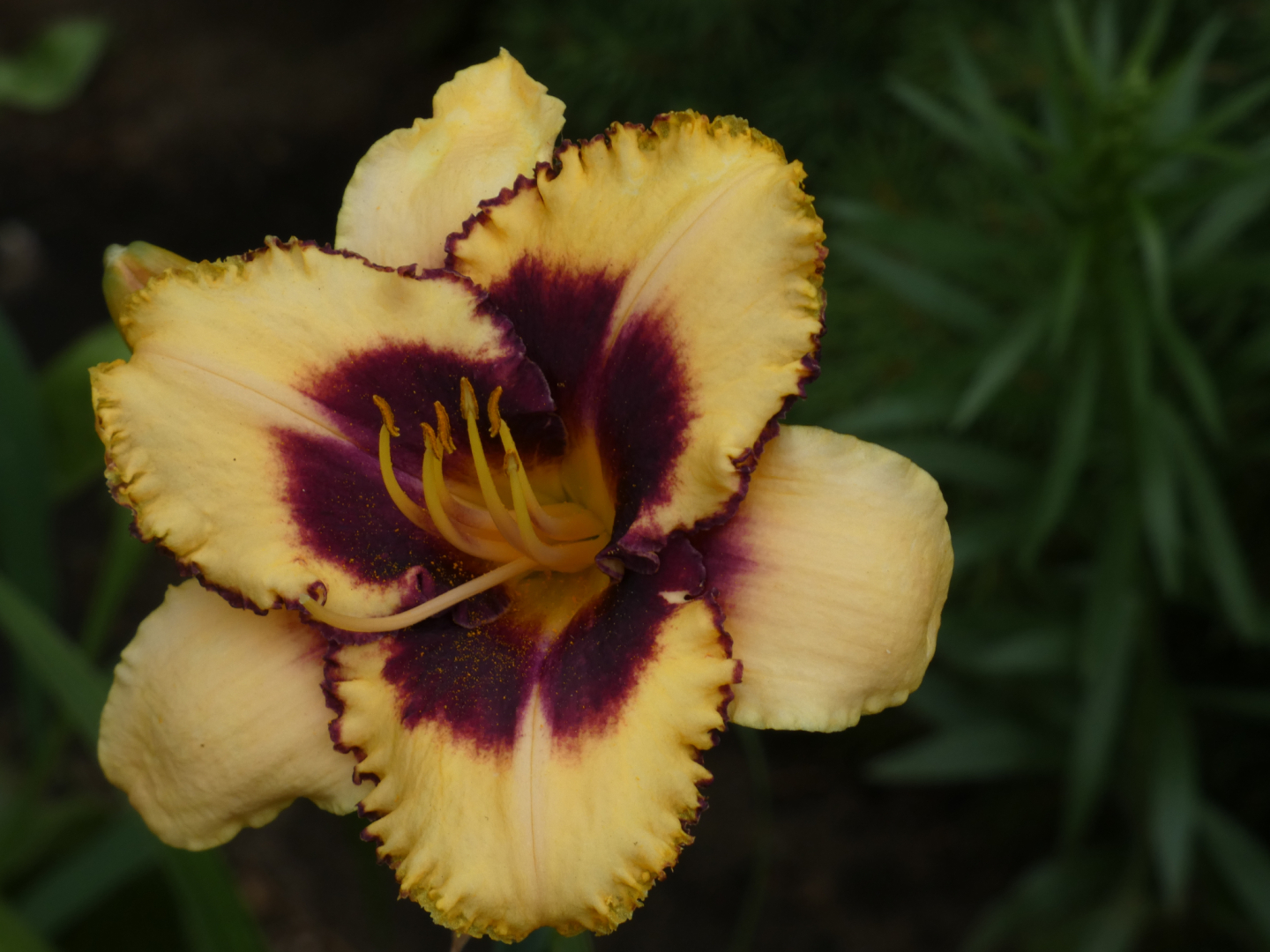 Taglilien Hemerocallis Daring Deception