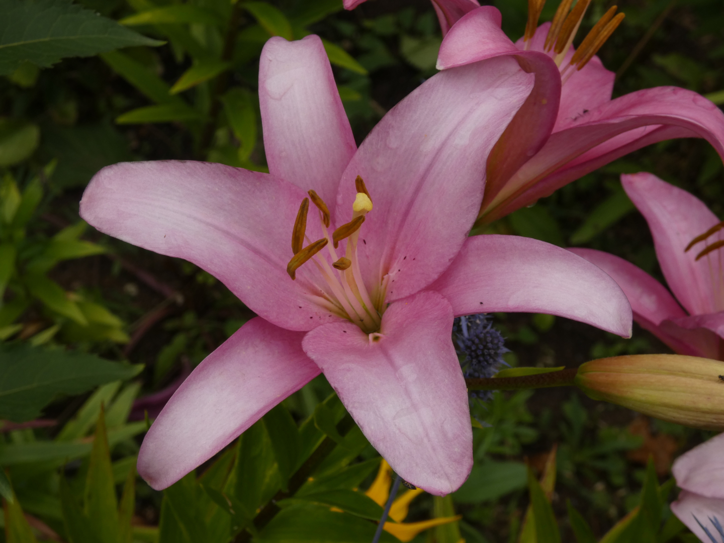 Lilie    Lilium