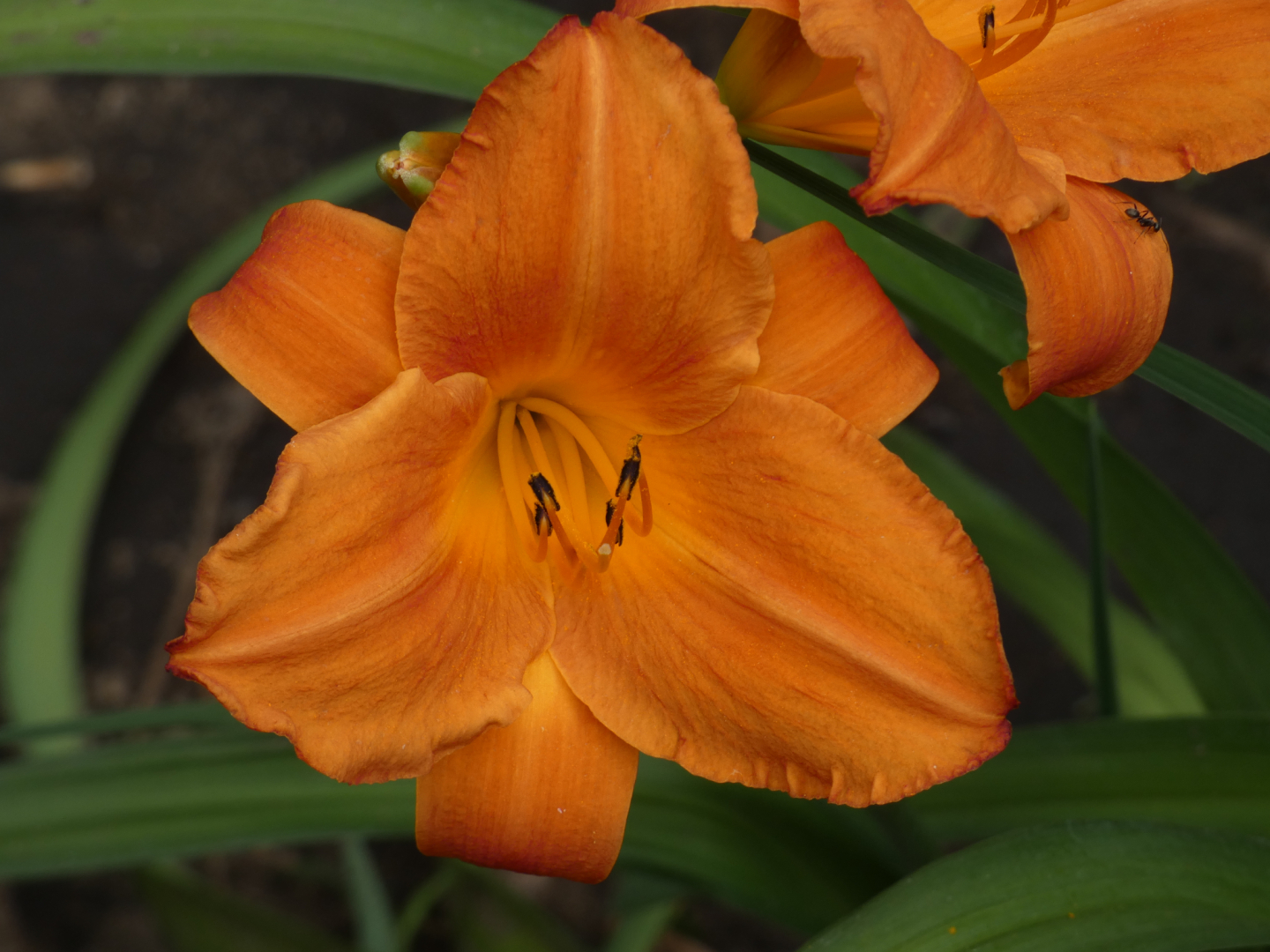 Taglilie    Hemerocallis
