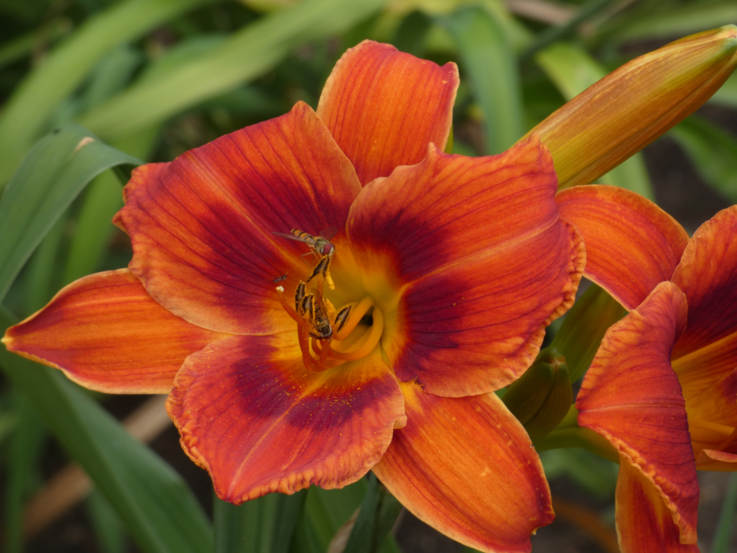 Taglilie    Hemerocallis