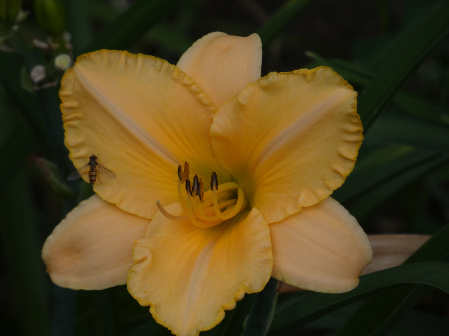 Taglilie    Hemerocallis  Bed of Roses