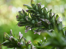 P7132244
