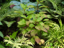 P7132224