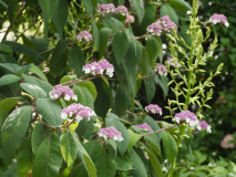 P7132222