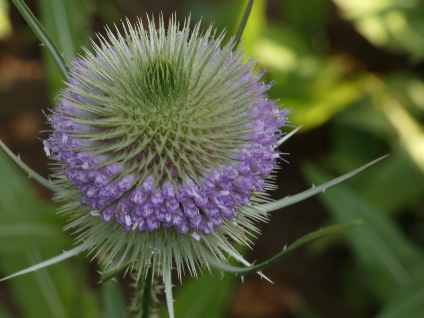 Wilde Karde     Dipsacus fullonum