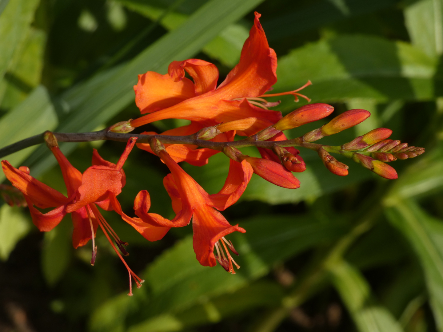 Montbretie   Crocosmia
