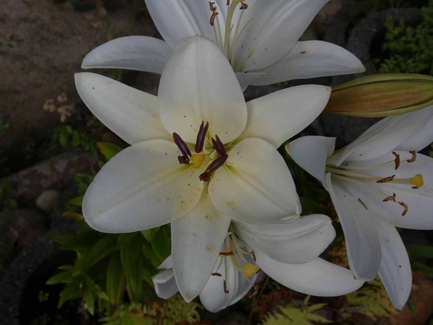 Lilie    Lilium