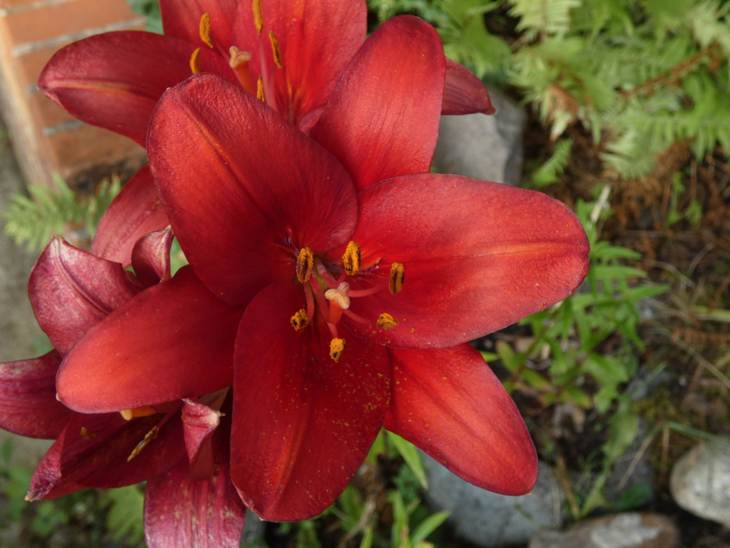 Lilie    Lilium