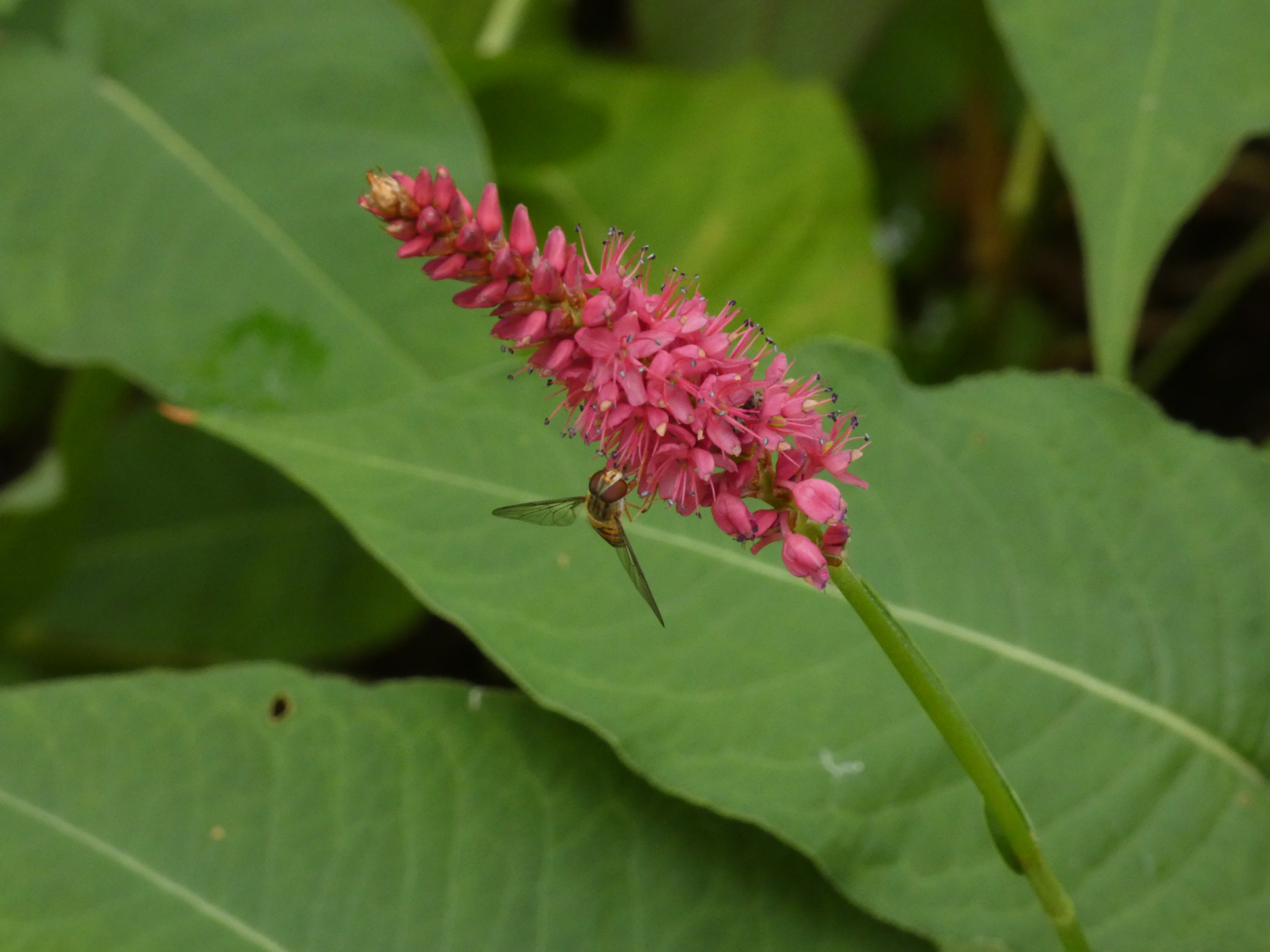 Kerzenknöterich   Bistorta amplexicaulis