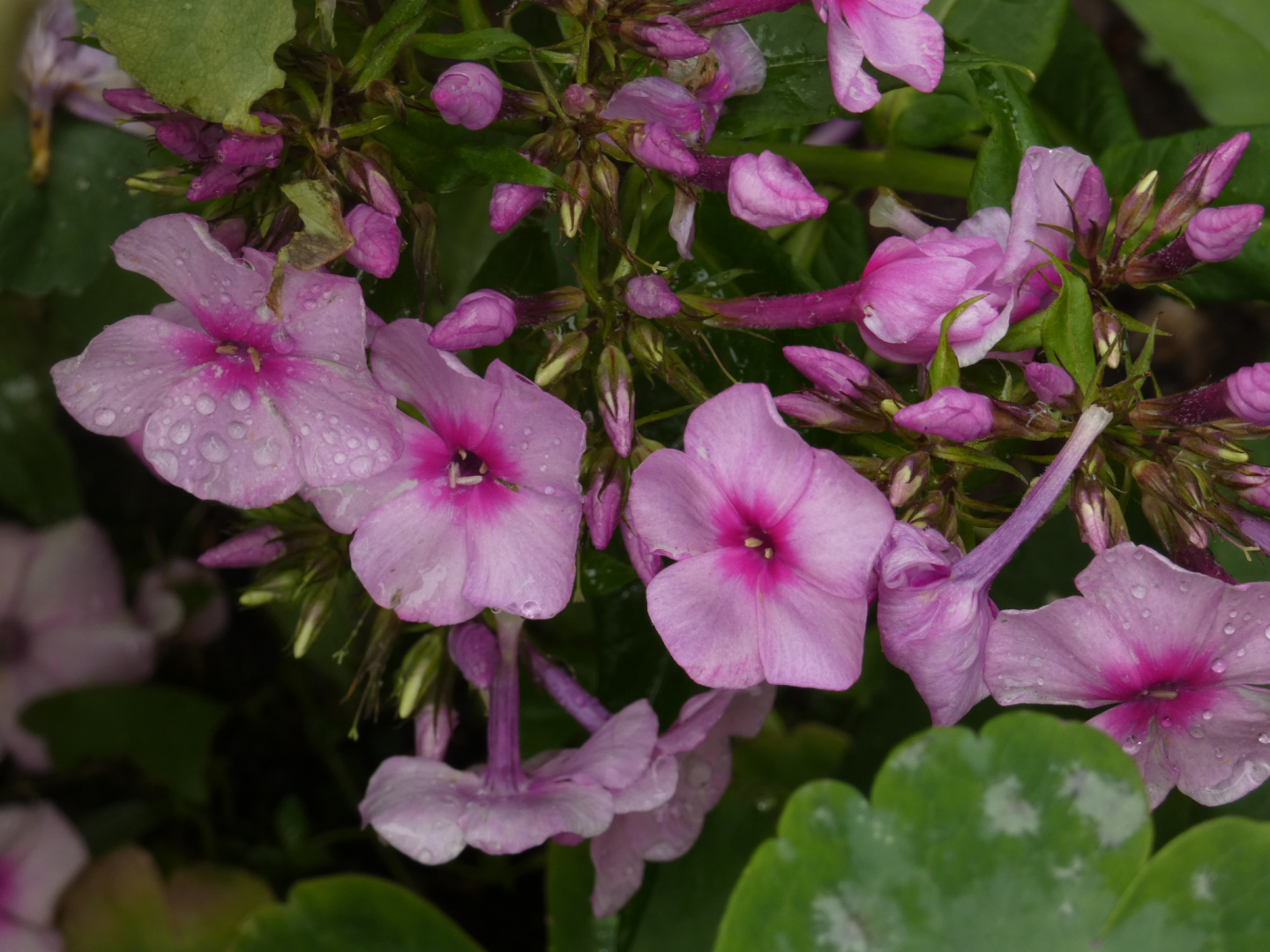 Flammenblumen     Phlox