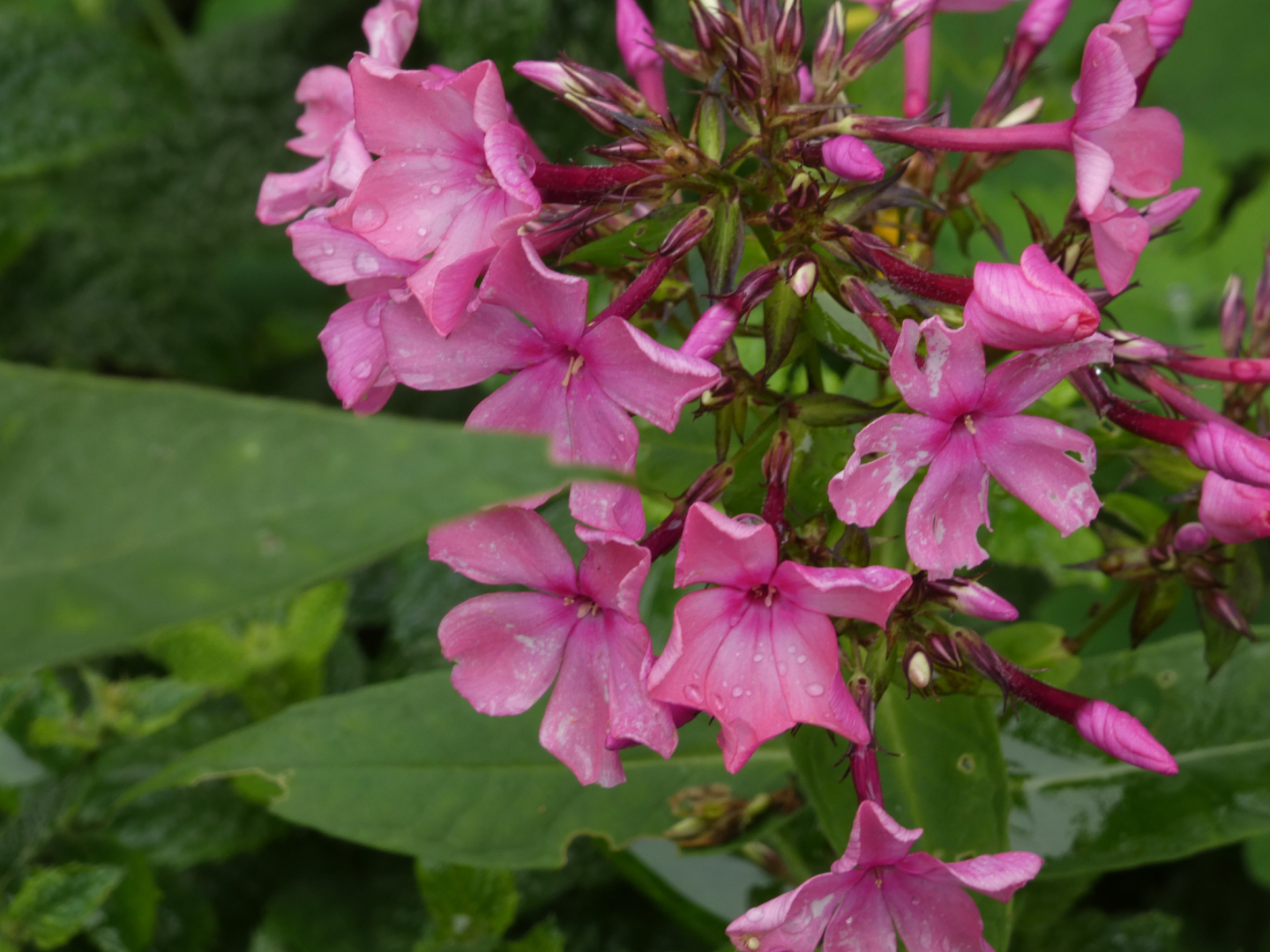 Flammenblumen     Phlox