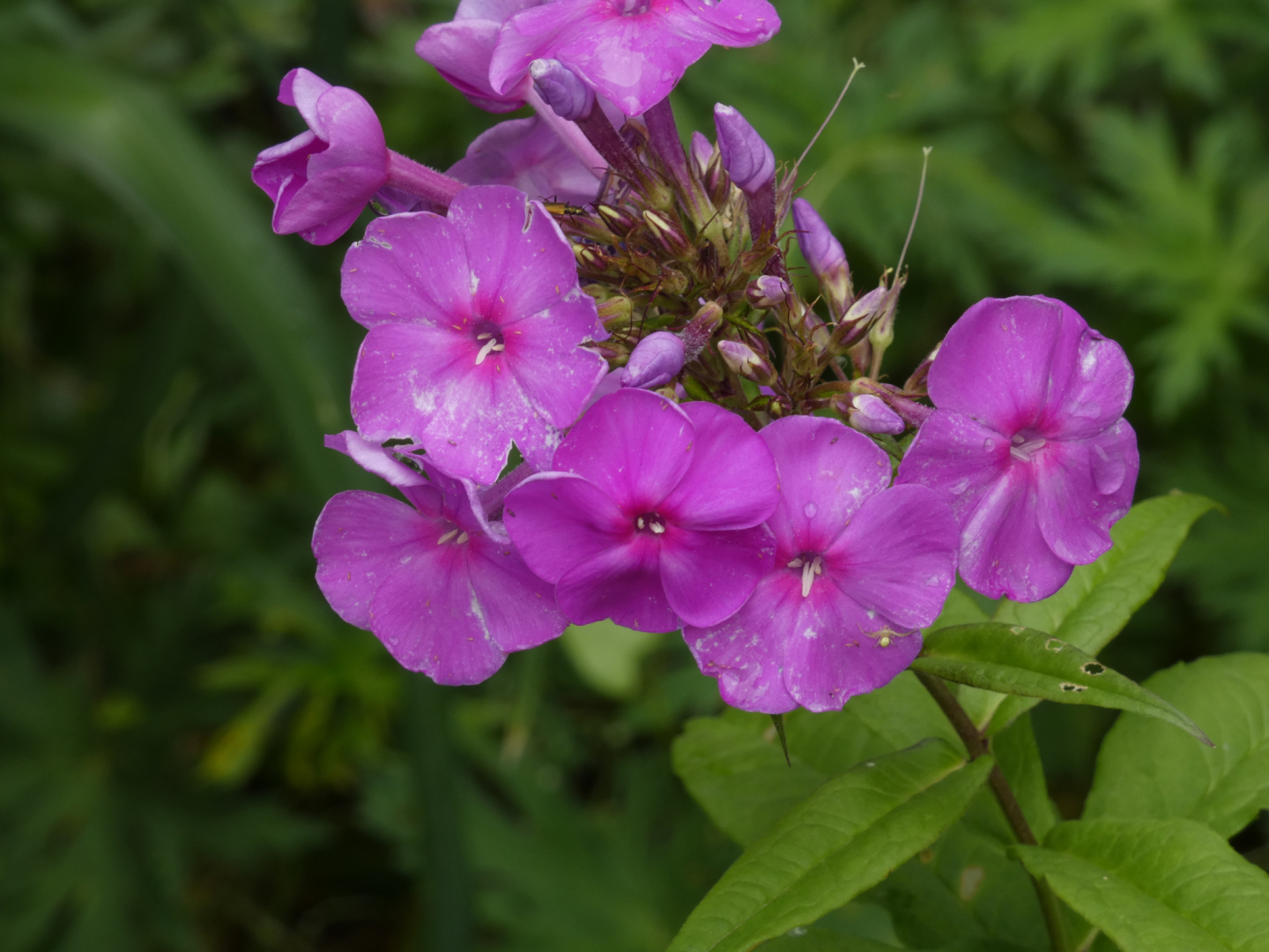 Flammenblumen     Phlox