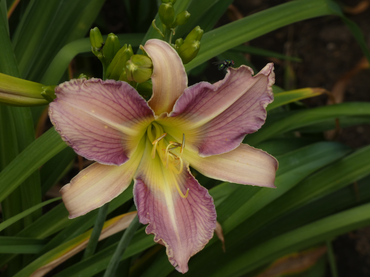 Taglilie    Hemerocallis