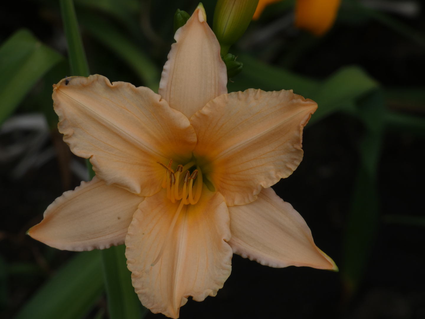 Taglilie    Hemerocallis