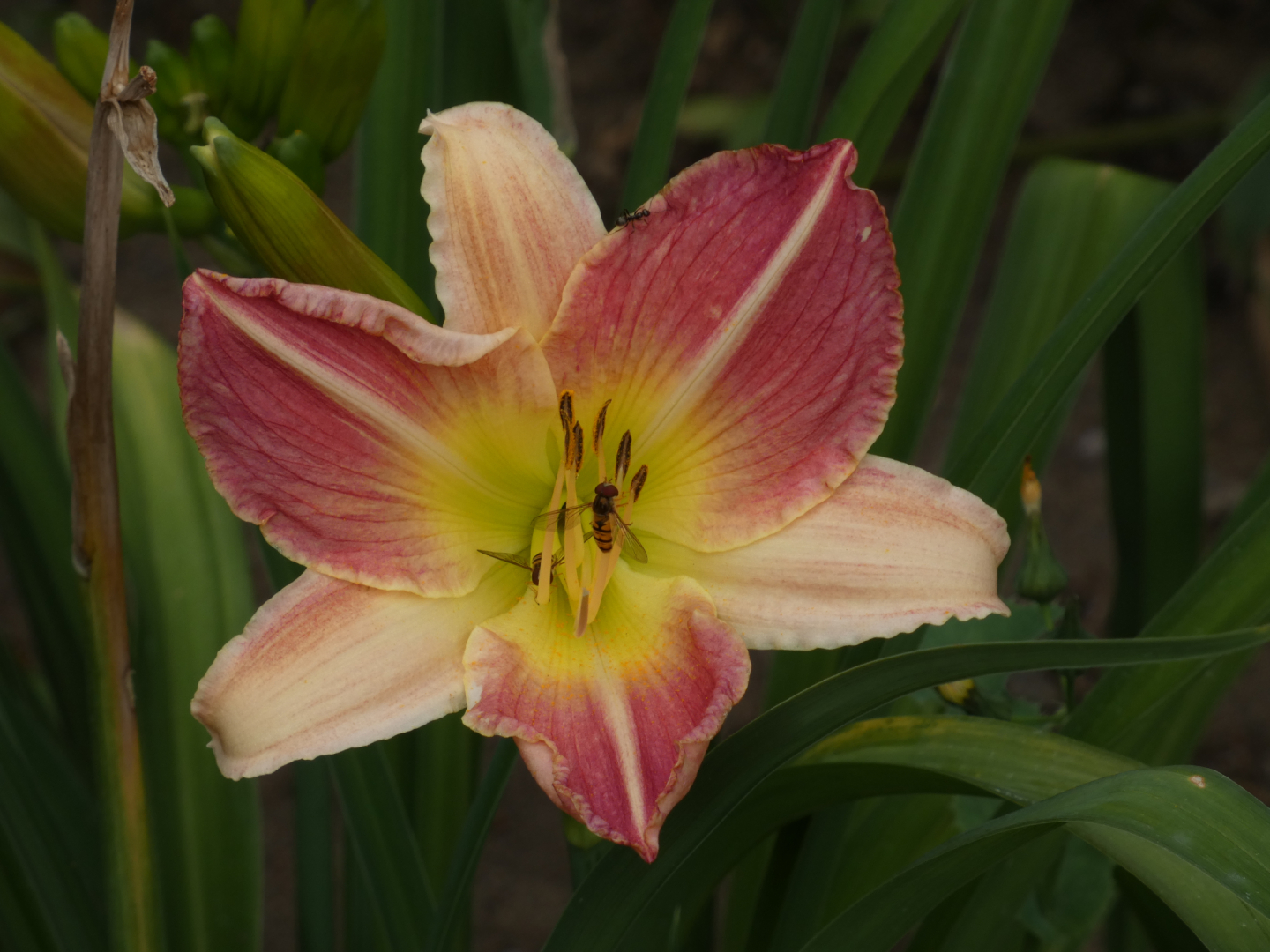 Taglilie    Hemerocallis  Gordon Briggs