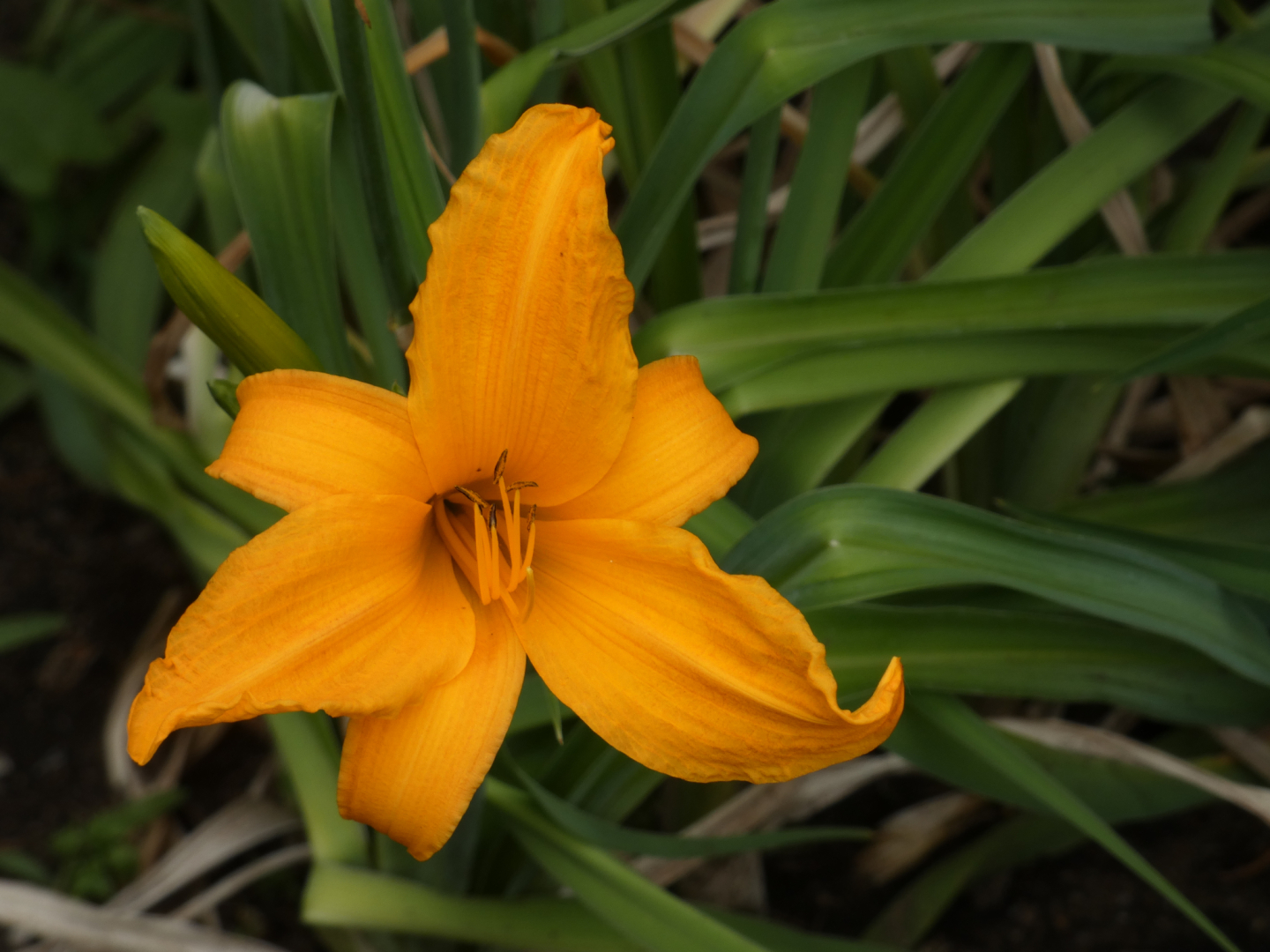 Taglilie    Hemerocallis Burning Daylight
