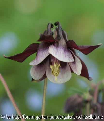 Aquilegia William Guinness
