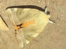 163701